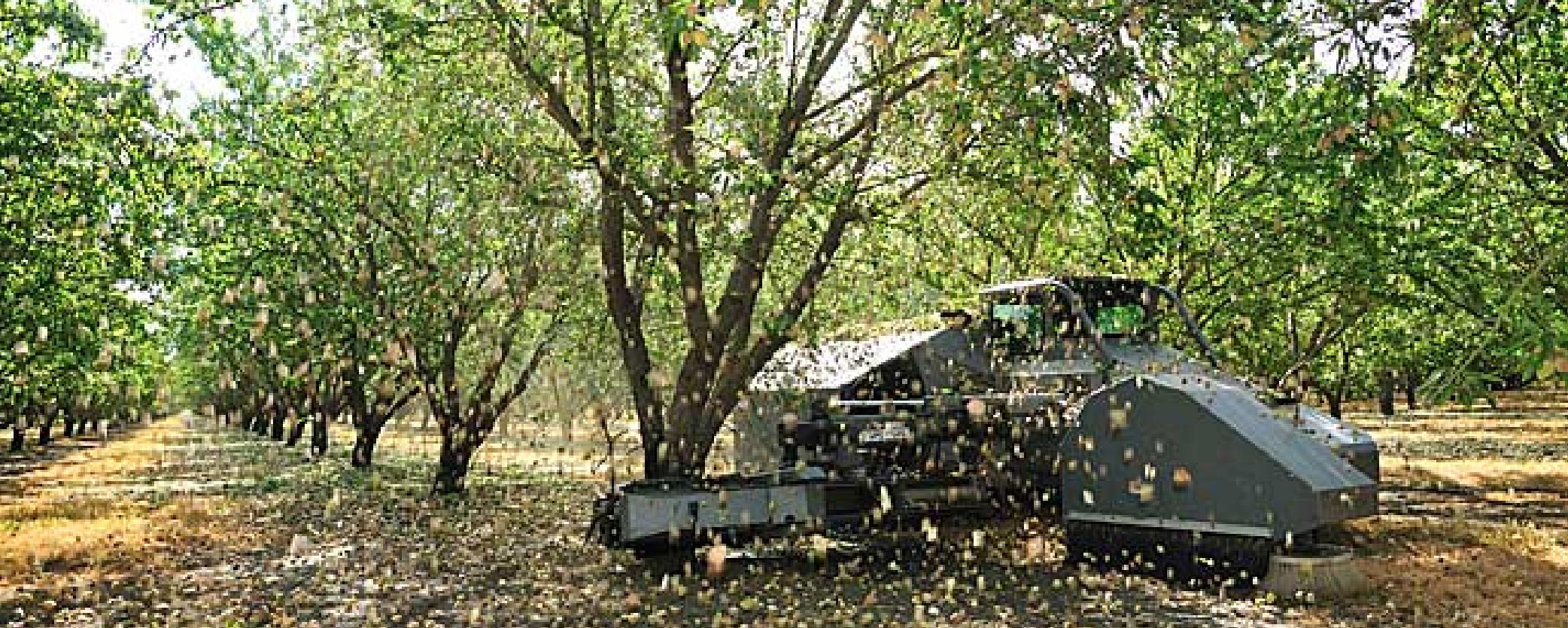 Almond Harvest-01 Almond Harvest-01
