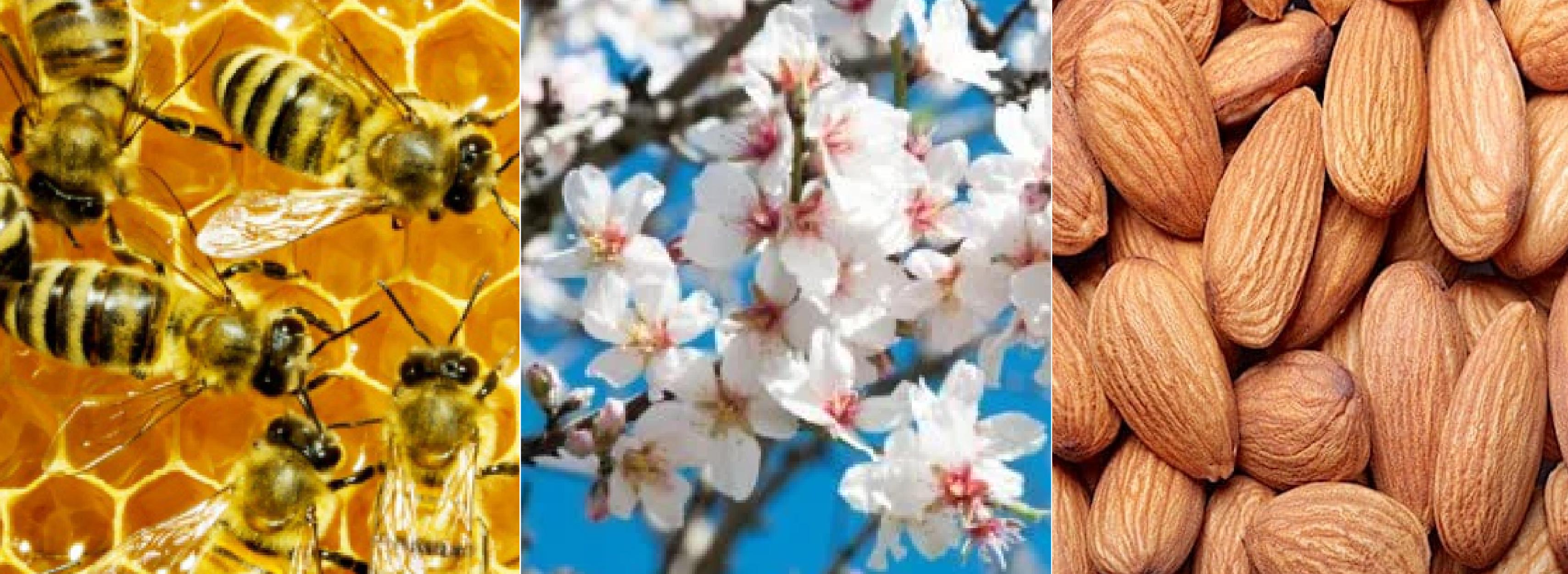 ‘In Bloom’ News and Facts About Almond Season in California