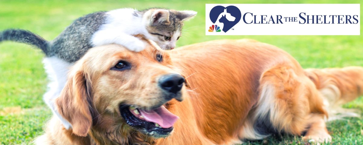 Help Us Clear the Shelters in Kern County